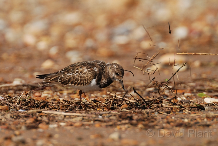Turnstone - E.jpg - Turnstone feeding technique - Norfolk
